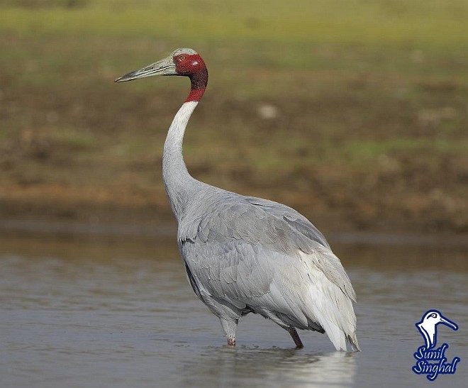 Sarus Crane - ML379361101