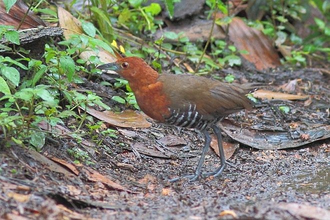 Slaty-legged Crake - ML379361481