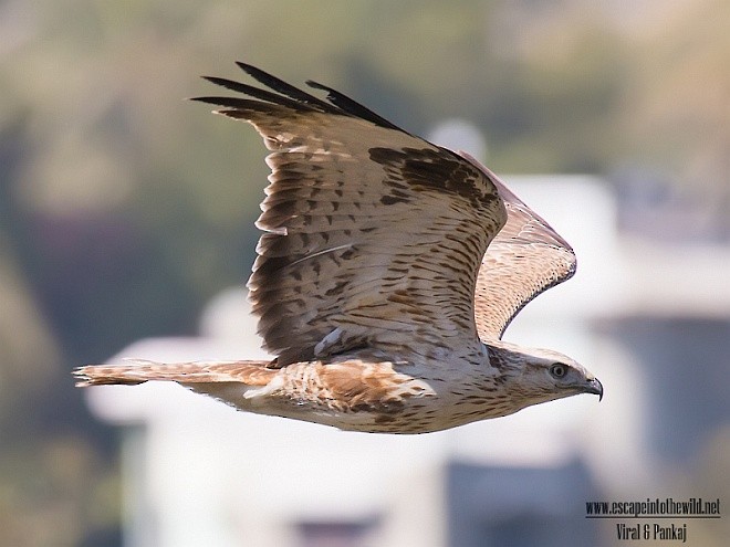 Long-legged Buzzard (Northern) - ML379361621