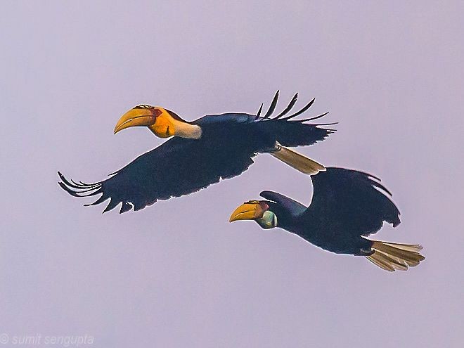 Wreathed Hornbill - Sumit  Sengupta