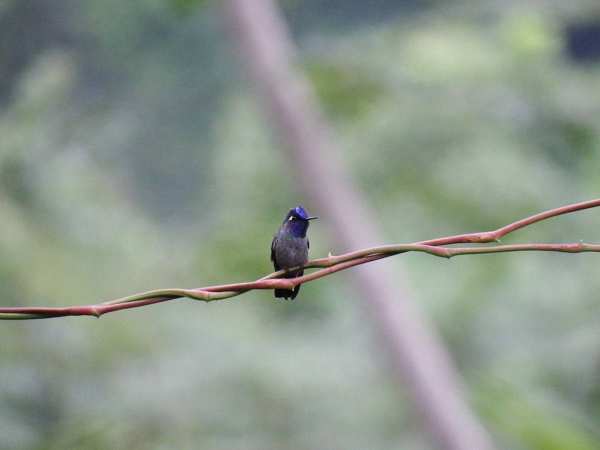 Violet-headed Hummingbird - ML37936351
