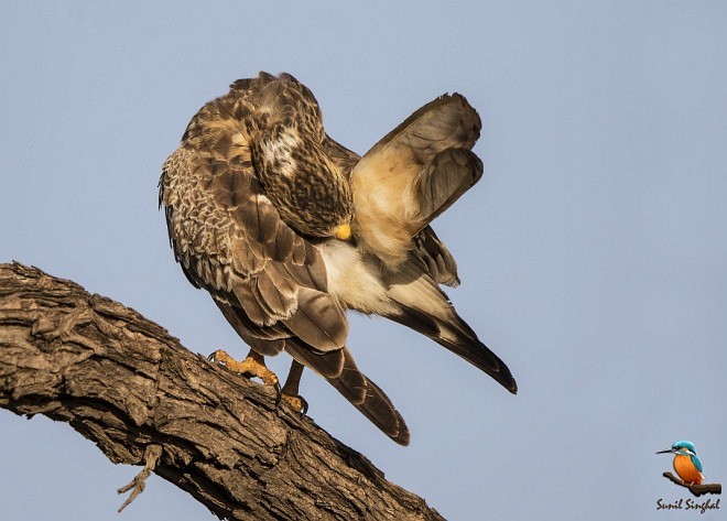 White-eyed Buzzard - ML379363631