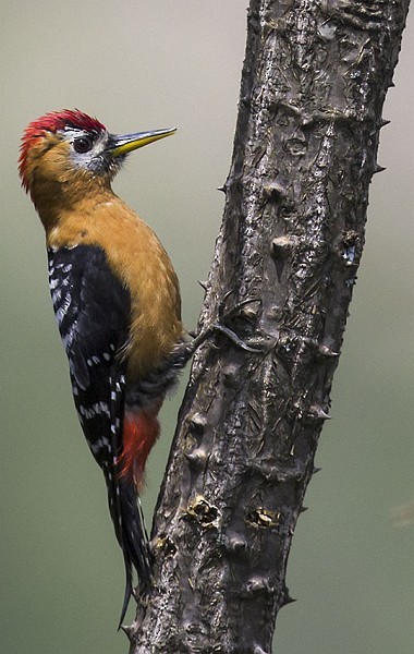 Rufous-bellied Woodpecker - Sarawandeep Singh