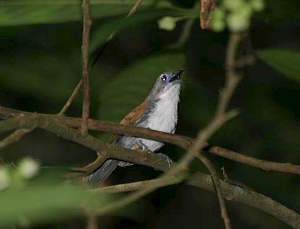 White-breasted Babbler - ML379364531