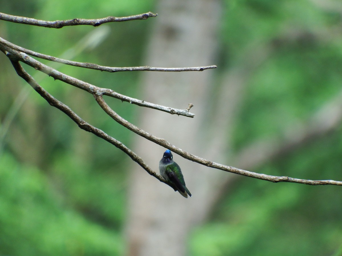 Violet-headed Hummingbird - ML37936481