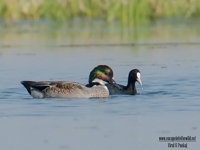 Falcated Duck - ML379365491