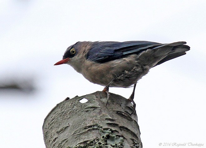 Velvet-fronted Nuthatch - ML379365591