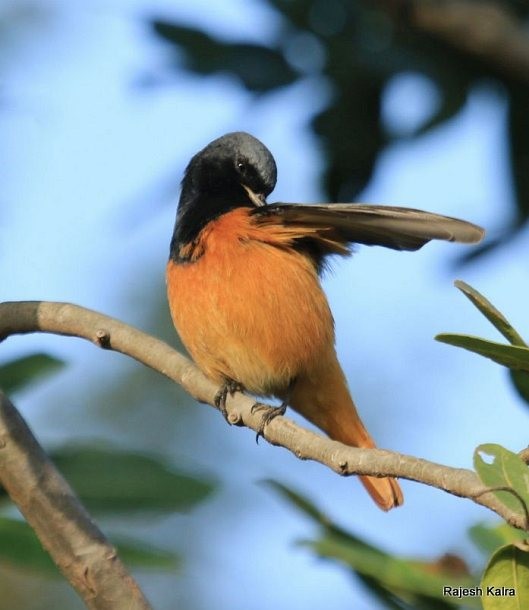 חכלילית סלעים (מזרחית) - ML379365621