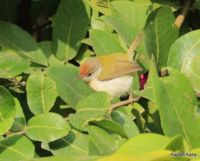 Common Tailorbird - ML379365641