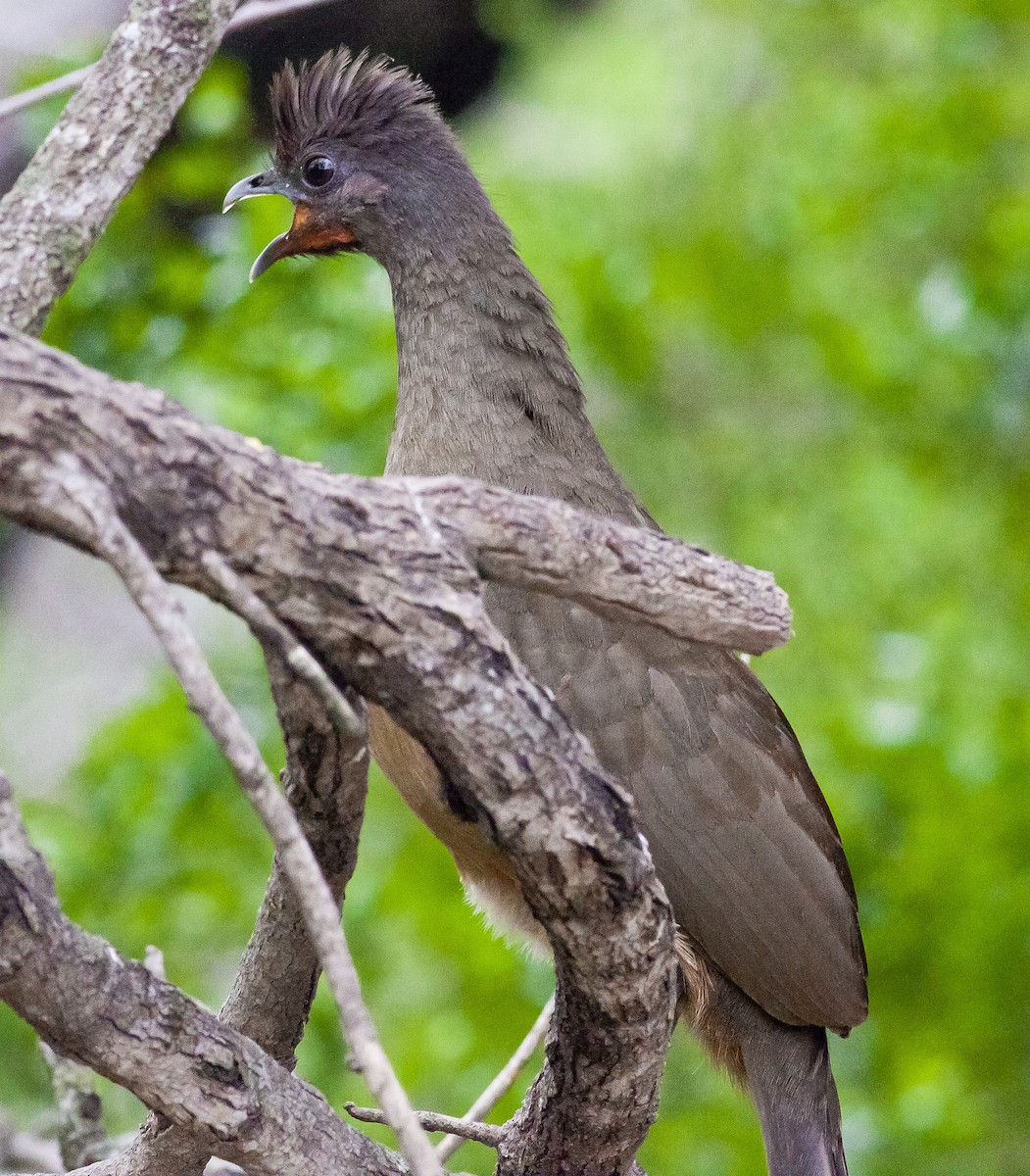 Plain Chachalaca - Carlton Collier