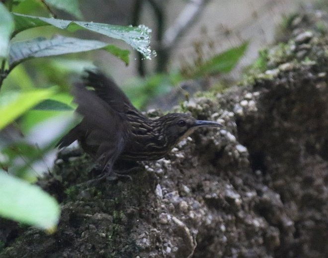 Long-billed Wren-Babbler - ML379366021