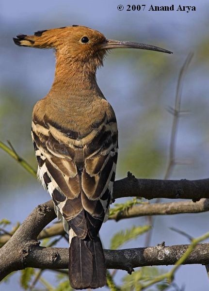 Eurasian Hoopoe - ML379366241