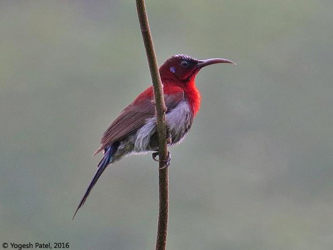 Graubauch-Nektarvogel - ML379366451