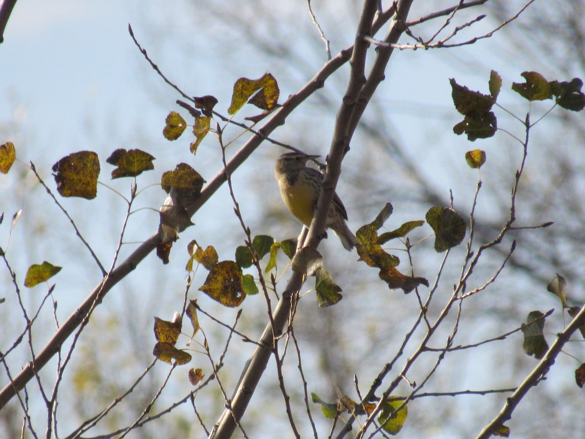 Western Meadowlark - ML37936661