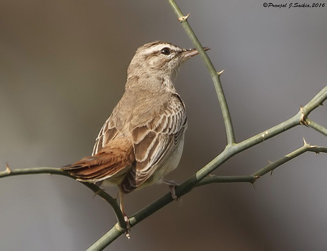 Rufous-tailed Scrub-Robin (Rufous-tailed) - ML379366691