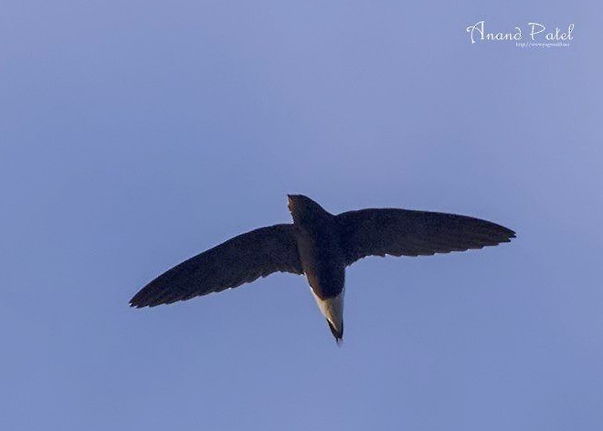 Brown-backed Needletail - Dr.Anand Patel