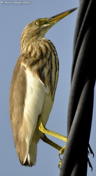 Chinese Pond-Heron - ML379367741