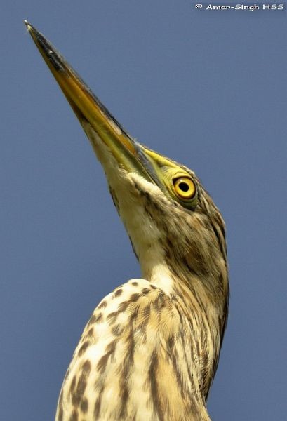 Chinese Pond-Heron - ML379367761