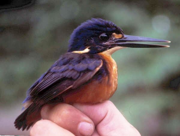 Azure Kingfisher - ML379368101