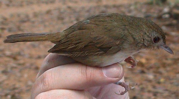 Buff-breasted Babbler - ML379368311