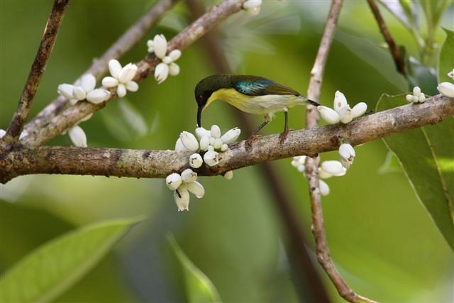 Metallic-winged Sunbird (Southern) - ML379368341