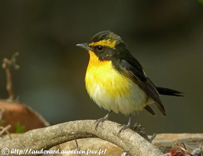 Narcissus/Ryukyu Flycatcher - ML379368351