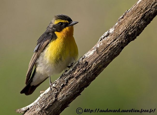 Narcissus/Ryukyu Flycatcher - ML379368381