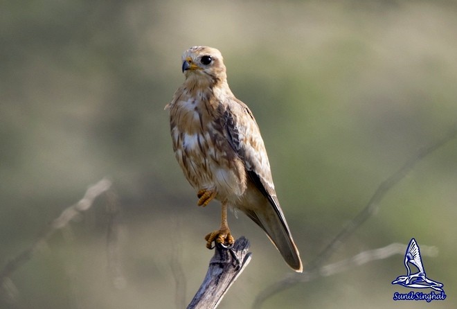 White-eyed Buzzard - Sunil Singhal