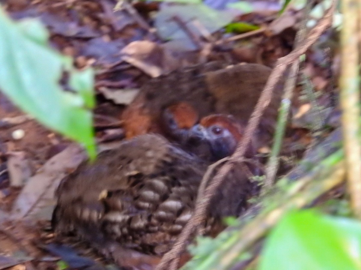 Black-eared Wood-Quail - ML379369041