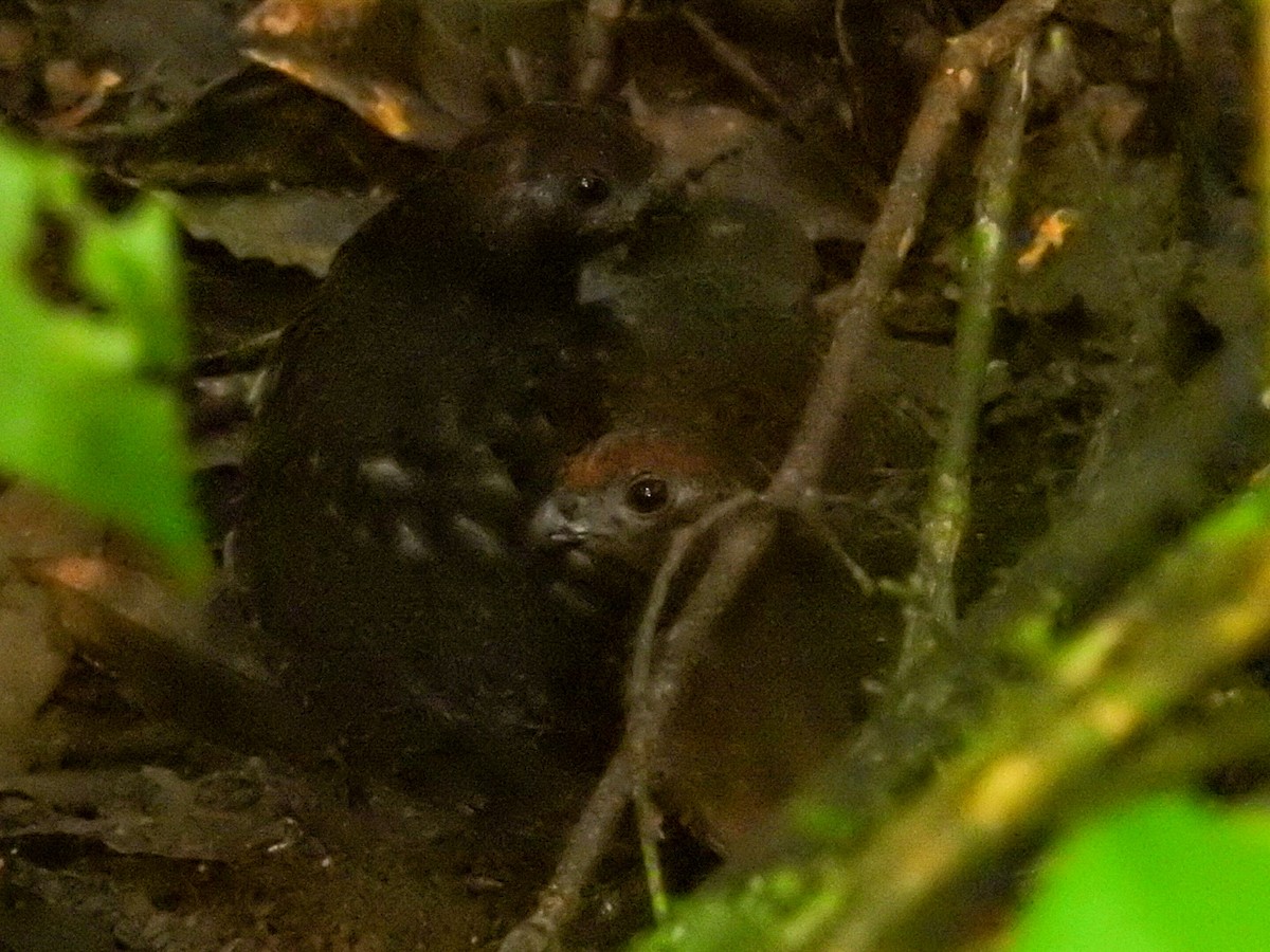 Black-eared Wood-Quail - ML379369051