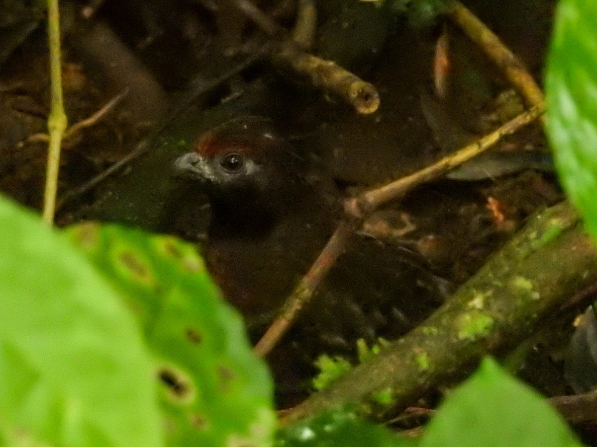 Black-eared Wood-Quail - ML379369131