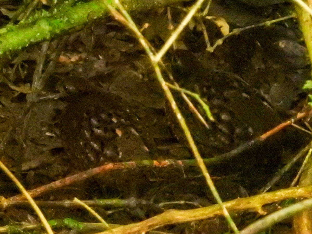 Black-eared Wood-Quail - ML379369151