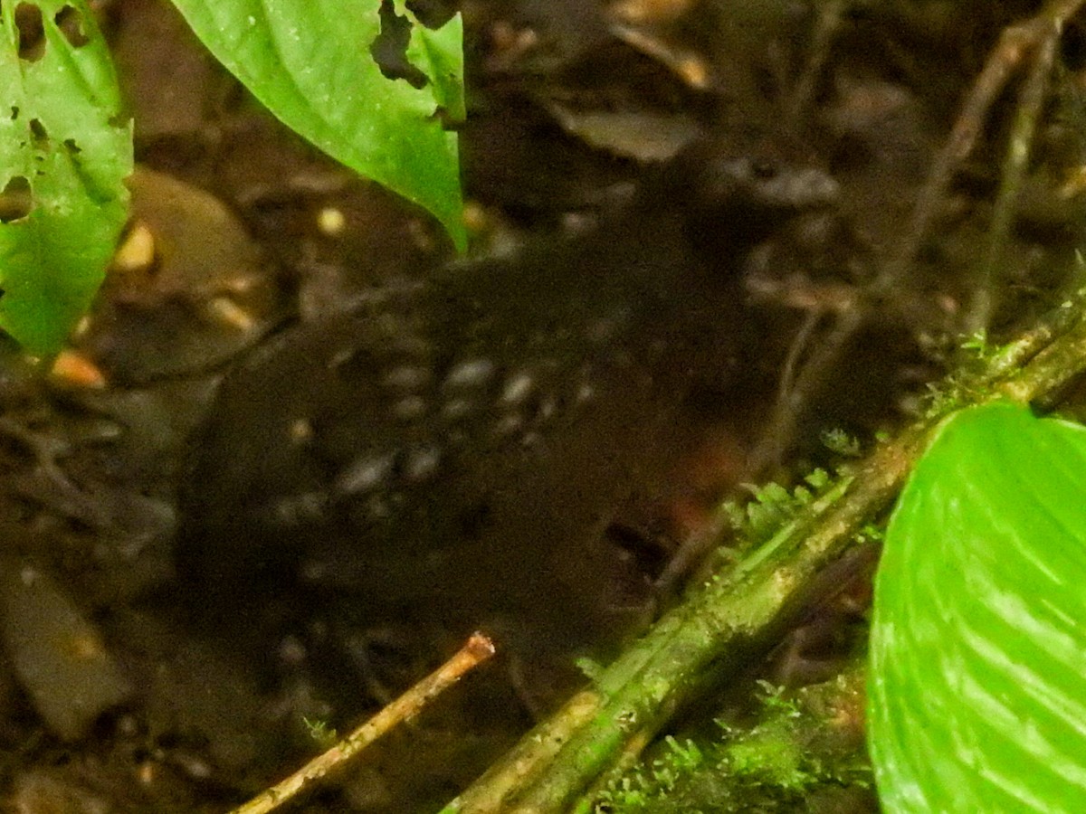 Black-eared Wood-Quail - ML379369161