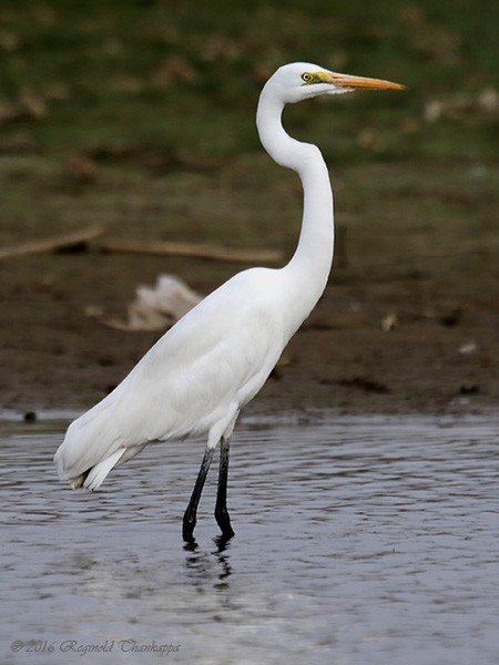 Great Egret (modesta) - ML379369421