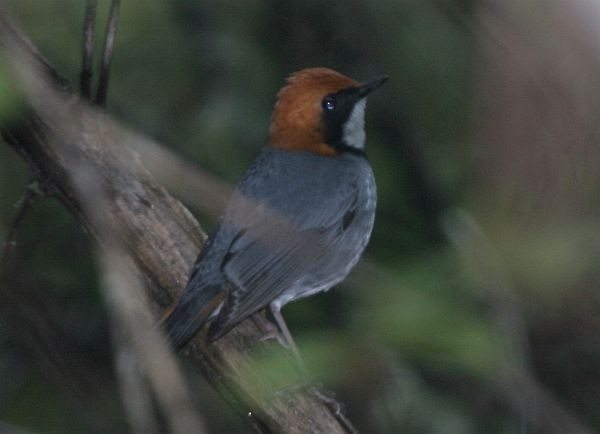 Rufous-headed Robin - ML379369481