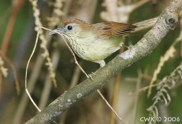 Pin-striped Tit-Babbler (Pin-striped) - ML379369991