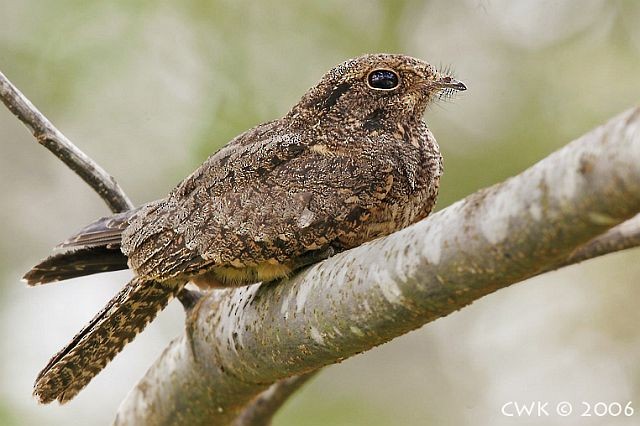 Savanna Nightjar - ML379370001