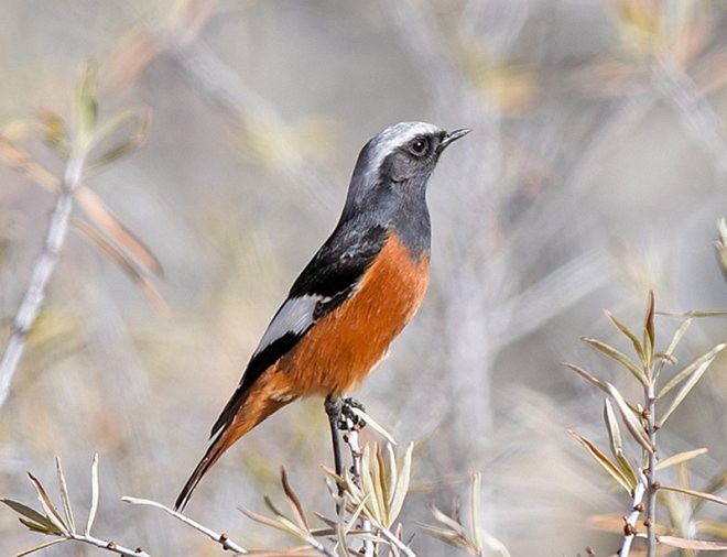 White-winged Redstart - ML379370741