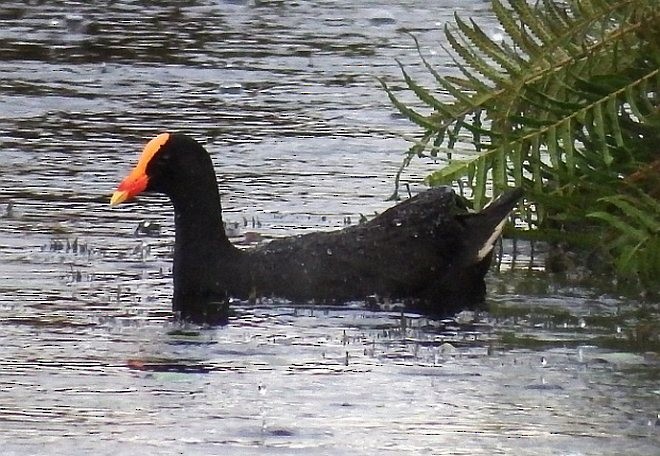 Dusky Moorhen - ML379371331