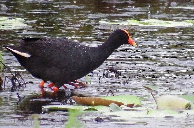 Dusky Moorhen - ML379371361