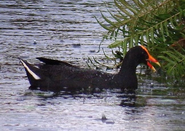 Dusky Moorhen - Muhammad Iqbal