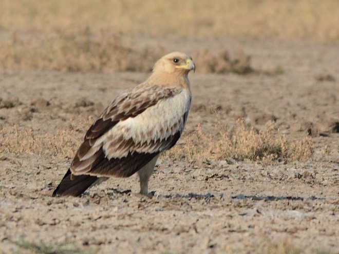 Greater Spotted Eagle - ML379371871