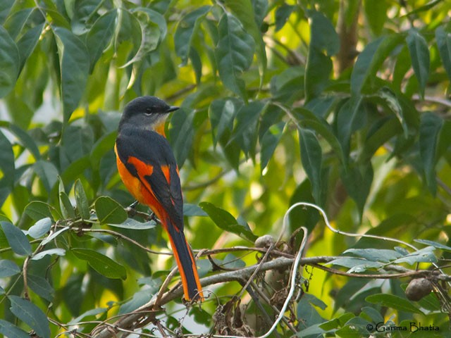 Gray-chinned Minivet (Gray-chinned) - Garima Bhatia