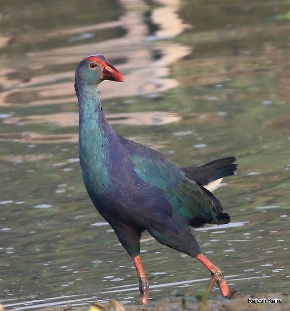 Gray-headed Swamphen - ML379372811