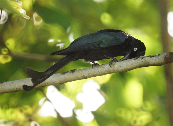 Hair-crested Drongo (White-eyed) - ML379373071