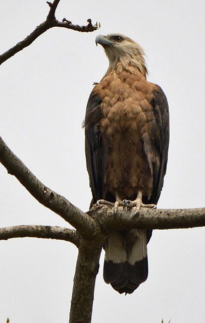 Pallas's Fish-Eagle - Raj Phukan