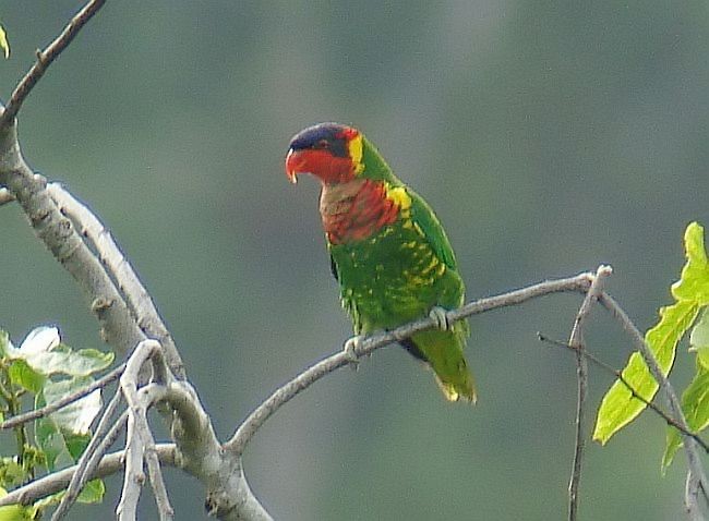 Ornate Lorikeet - ML379373361