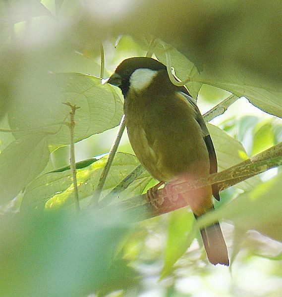 White-cheeked Bullfinch - ML379373411