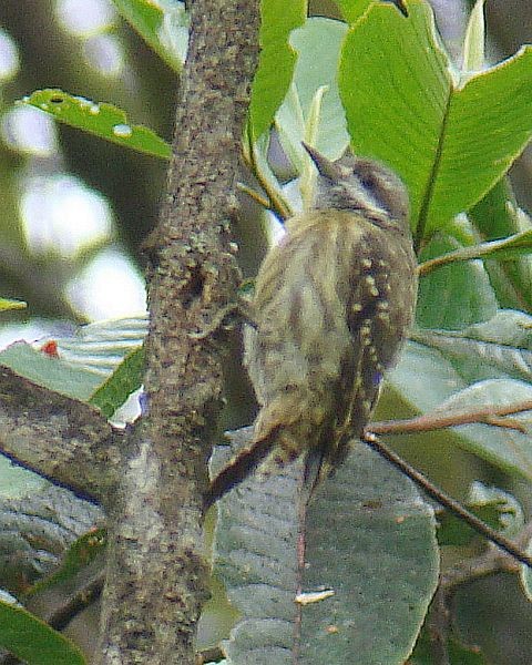 Sulawesi Pygmy Woodpecker - ML379373421