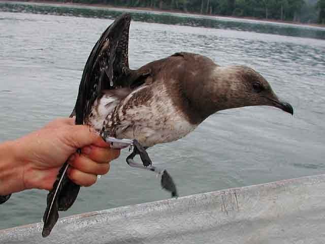 Long-tailed Jaeger - ML379373721